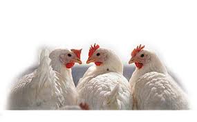 Κότες... κάνουν τραμπάλα στου κατακτητή τις μπότες!!!